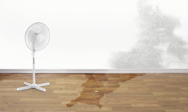 Best Mold removal after water damage  in Monterey Park, CA